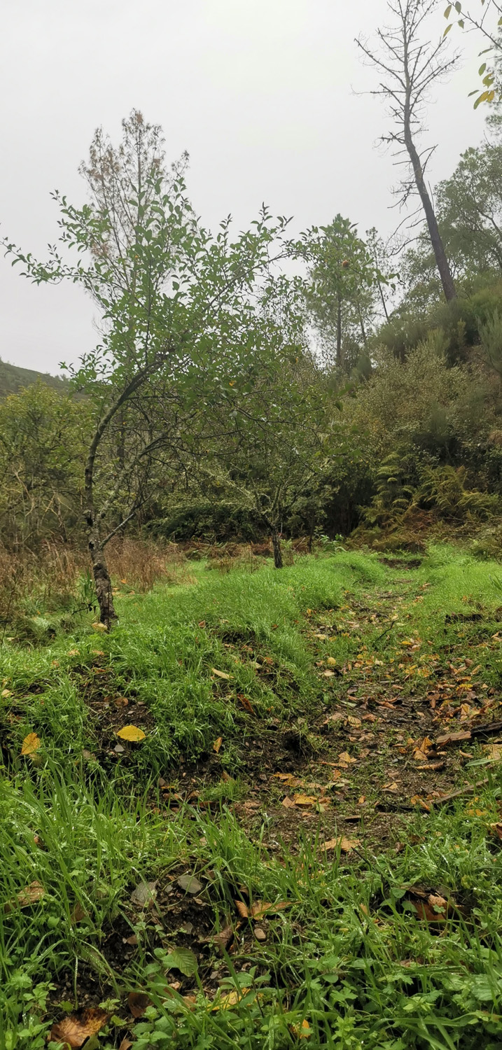 Swale to capture the water running off the hill | ReWild! Nature restore project